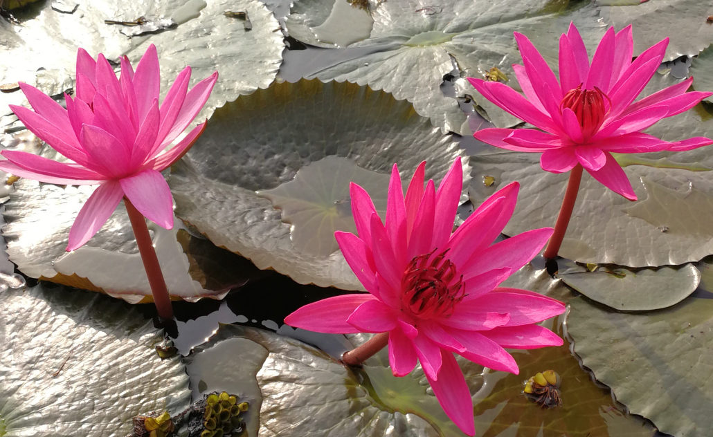 Asienreise 2019-2020